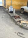 Tahitian Canines: Everybody takes naps around here! When that